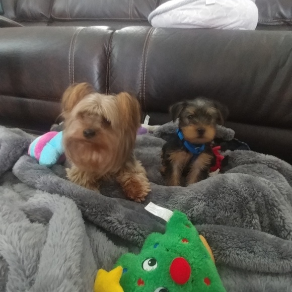 Meet your Posher, Amanda - Picture 5 of 5